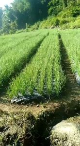 One Z Green Bawang Merah Pupuk Organik 1 Liter Memperbesar Umbi/Mencegah Busuk/Mempercepat Pertumbuhan