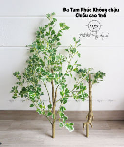 Cây giả Cây Đa Tam Phúc kèm chậu đá mài trắng đk chậu 24cmCao1m