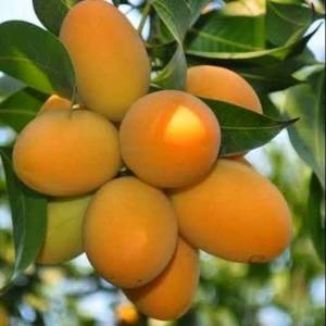 Bibit Tanaman Mangga Afrika / Mangga Anggur Afrika Super