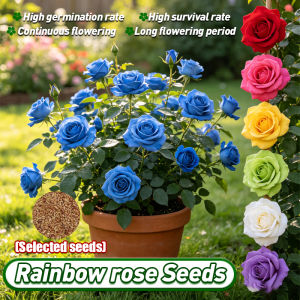 [Selected Seeds] Mixed Color Colorful Rose Seeds for Sale Flower Seeds for Planting 100% Authentic Rainbow Rose Seeds Colorful Rose Seeds for Planting Assorted Flower Seeds for Gardening Fragrant Flowering Plants Seeds Balcony Ornamental Potted Live Rose