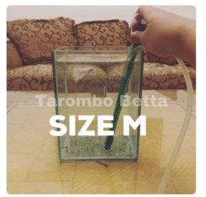 Alat Selang Sipon Sifon Air Aquarium Ikan Cupang & Ikan Lainnya Size M