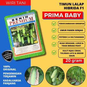 20 gram (±1.000 biji) Benih Timun Kecil Hibrida F1 PRIMA BABY Toleran Virus & Kresek Daun dari Benih Premium | Bibit Ketimun Kecil Biji Mentimun Hijau CerahTimun semi Ketimun mini Timun model timun baby timun bebi