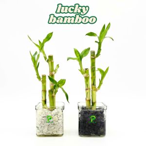 Bamboo Hoki Sri Rezeki Suji