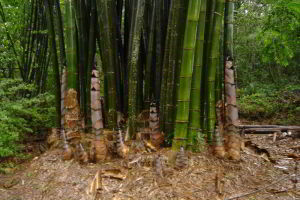 Cây Giống tre Luồng Thanh Hóa - giống tre cho măng cực ngon cả tươi và khô