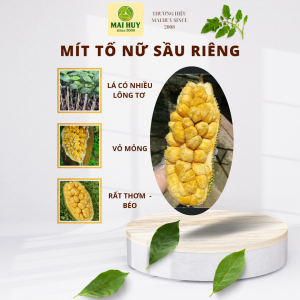 MÍT TỐ NỮ SẦU RIÊNG – Giống Mít Tố Nữ Sầu Riêng Chuẩn Cây Khỏe - Lá Nhiều Lông Tơ - MAI HUY