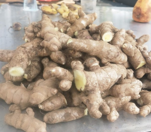 COD 1 Kg Kunyit Putih Curcuma zedoaria Fresh White Turmeric