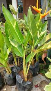 Bibit Pisang Bali Varigata