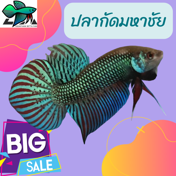ปลากัดมหาชัย สีเขียว เป็นปลากัดลูกช้อนจากป่าของแท้ มีขาย ทั้งตัวผู้และเมีย สามารถเลือก ที่ต้องการได้ครับ ขนาดตัว เล็ก กลาง