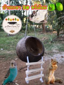 บ้านกะลาชูการ์ นก กระรอก ลูกใหญ่ๆ 16-18 CM. พร้อมสะพานเชือก สายห้อยโซ่ ไร้สารเคลือบสี รังนอนกะลามะพร้าว 8#