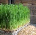 Hạt Giống Cỏ Lúa Mì Đỏ Wheatgrass Cỏ Mèo. 