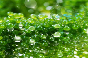 Rong nho tách nước Green Food