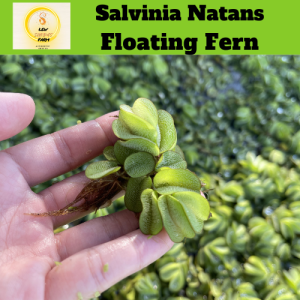 Salvinia Natans / Floating Fern / Aquatic Plant/ Water Plant