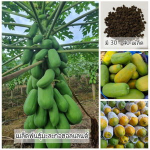 เมล็ดพันธุ์มะละกอฮออลแลนด์ ลูกดก 1 ซอง ขนาด 30 - 40 เมล็ด