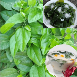 [PRE ORDER] 25g Cyclea Barbata/Green Vine Jelly/ Cincau Hijau Jalar - LEAVES/DAUN