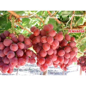 Bibit Anggur Import Super Cepat Berbuah