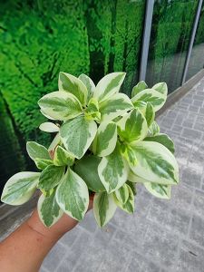 [Wholesale] Peperomia Collection [REAL PLANT] #supportlocal - **All Plants sold are based on pot size**