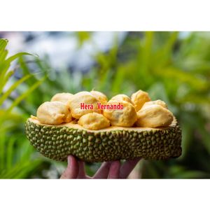 Bibit Cempedak Super Okulasi Cepat Berbuah