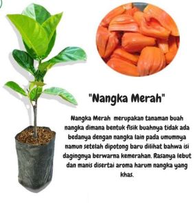 Bibit Tanaman Nangka Merah OKULASI Super Murah