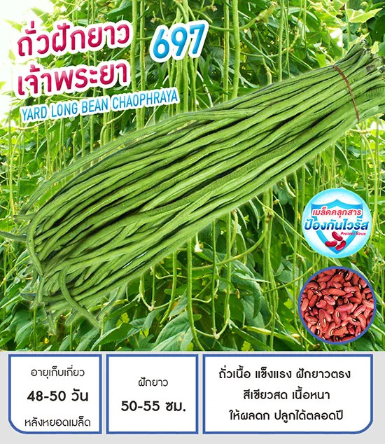 เมล็ดถั่วฝักยาว เจ้าพระยา รสชาติดี ปลูกได้ตลอดปี