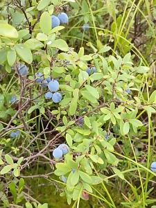【BUY 1 TAKE 1】200Gr Dried Blueberries (Organic No Sugar Added Healthy Low Carb Diet Dried Snack from USA)