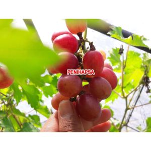 Bibit Anggur Ninel Grafting Mudah Berbuah
