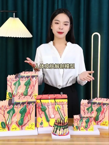 50X Enlarged Scalp Model Scalp Anatomical Model Teaching Tool for Science Study Display Teaching Medicals Model