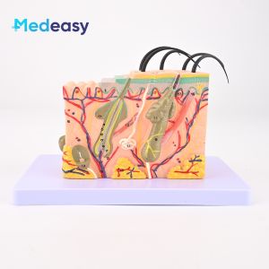 Human Body 35x Skin Magnification Anatomy Model PVC Teaching Educational Model