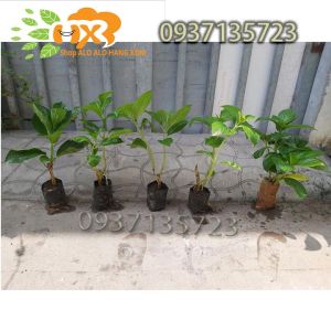 [HCM]combo 5 cây cẩm tú cầu cây giống