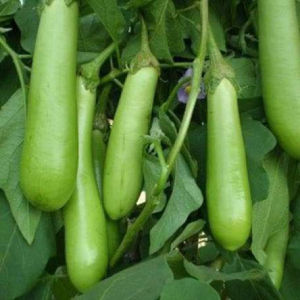 Black and green Moyu Long Seeds Black and green long eggplant (100pcs)