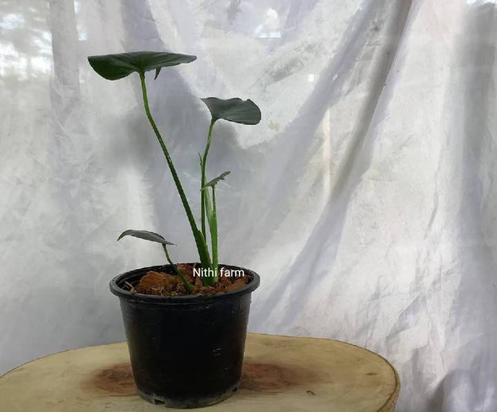 คู่มือเลือก วัสดุเพาะปลูกและไม้ฟอกอากาศยอดนิยม ปลูกง่าย สวยปัง อัปเดตปี 2025