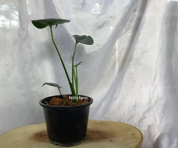 ต้นมอนสเตอร์ร่า ไม้ฟอกอากาศยอดนิยม