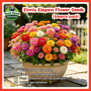 100% Original 200pcs Assorted Multi-Petals Zinnia Flower Seeds for Planting & Gardening Home Garden Decor Flowering Plants Seeds Giant Zinnia Seeds for Sale Bonsai Seeds for Gardening Zinnia Live Plants Seeds Buto Ng Bulaklak Dwarf Zinnia Plants Seeds