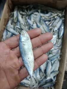 Ikan Peda Super Kecil - Ukuran Mini 250gr  Kelezatan Maksimal