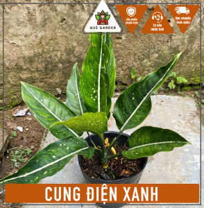 Cây Cung Điện Xanh - Tổng thể tầm 20-30 cm - Kiểng lá xinh xắn!