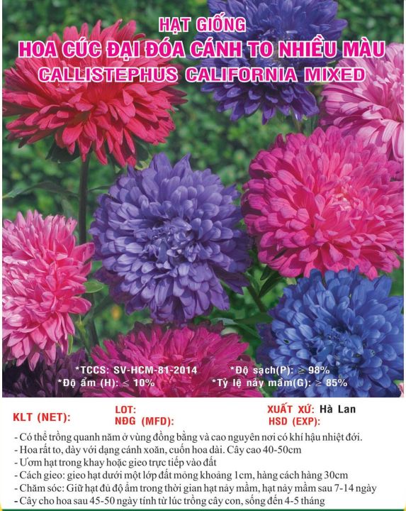 H%E1%BA%A1t%20gi%E1%BB%91ng%20hoa%20C%C3%BAc%20%C4%91%E1%BA%A1i%20%C4%91%C3%B3a%20c%C3%A1nh%20to%20nhi%E1%BB%81u%20m%C3%A0u%20VTS57%20%7C%20V%E1%BA%A1n%20T%C3%ADn%20Store%20-%20Image%203