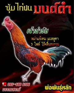 ไข่เชื้อไก่ชน พม่าตีตา พม่าม้าล่อ  เจ้านำชัยรับประกันเชื้อ  ร้านจัดส่งไว