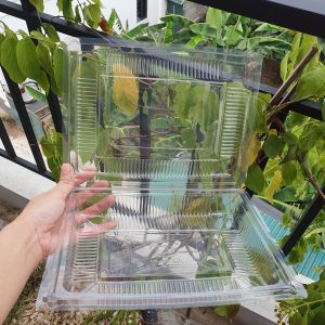 SET 50 HỘP NHỰA TRONG PET - ĐỰNG SUSHI CƠM CUỘN BÁNH THỰC PHẨM ĐỒ ĂN NHANH