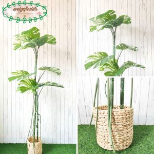 Pohon Hias Monstera Variegata T170 & T190 Latex Pot Dasar Hitam Cover Eceng Gondok Hiasan Rumah Aesthetic