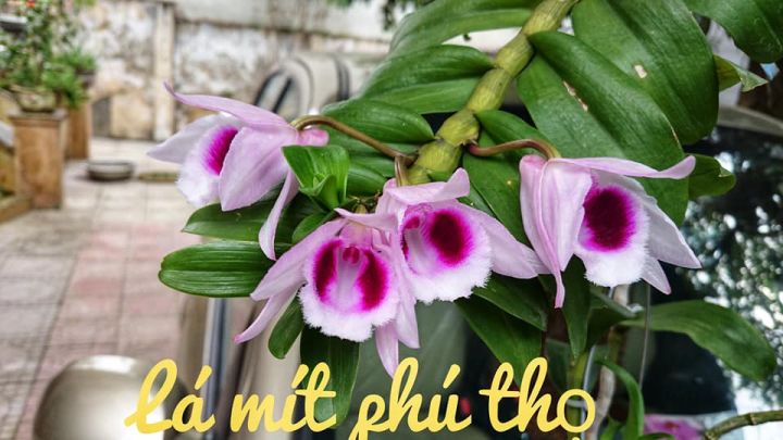 Phi điệp LÁ MÍT PHÚ THỌ, ki to, lá to khỏe, cắt từ thân mẹ, hoa đẹp hiếm