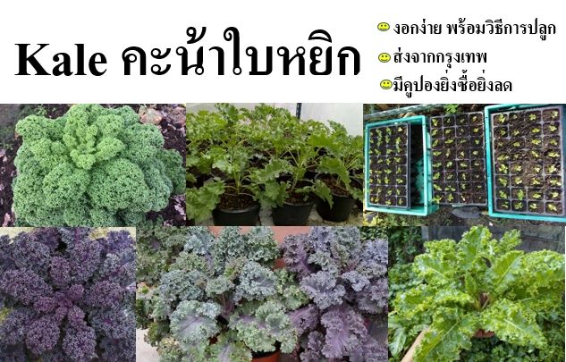 5 อันดับเมล็ดคะน้าและเมล็ดเคลน่าปลูกปี 2025 สำหรับคนรักสวนครัว