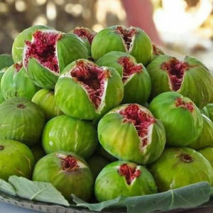 Bibit Buah Tin Green Tin Hijau Manis Rajin Berbuah Siap Tanam