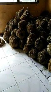 Durian Montong Isi Tebal Biji Tipis Dijual per 10kg