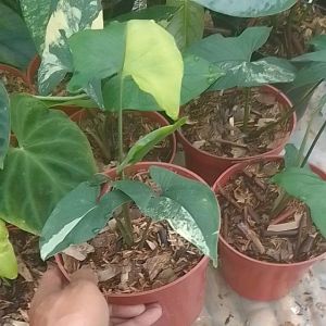 Singonium yellow - Bunga hidup singonium yellow
