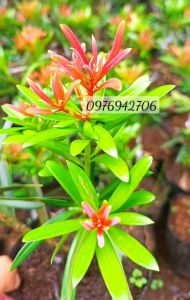 CÂY TÙNG ĐỘT BIẾN NGỌC Ý ĐỌT ĐỎ CAO 10-CM-TÙNG TRÁI QUÝ HIẾM-CÂY GHÉP ZALO 0976942706