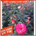 Cây Hoa hồng Nội Sếu[ 🏵️🏵️FORM HOA CỰC ĐẸP🏵️🏵️ ] - VẺ ĐẸP ẢO DIỆU ẨN MÌNH DƯỚI CÁI TÊN BÌNH DỊ🏵️🏵️ 🏵️🏵️. 