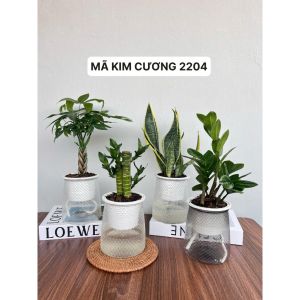 Chậu cây tự tưới COMBO 2 CHẬU Chậu nhựa thủy sinhbình thủy sinhchậu nhựa trồng câybình thủy canh các loại kt 11x13