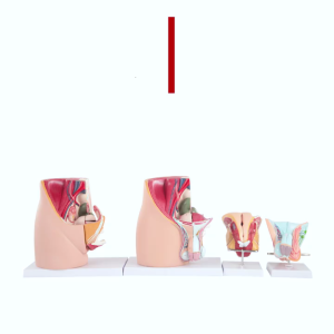 ระบบอวัยวะสืบพันธุ์ชายแบบจำลองโพรงกระดูกเชิงกรานชายที่แบบจำลองกายวิภาคศาสตร์สำหรับการฝึกอบรมทางสูติกรรมและการสาธิตทางคลินิก