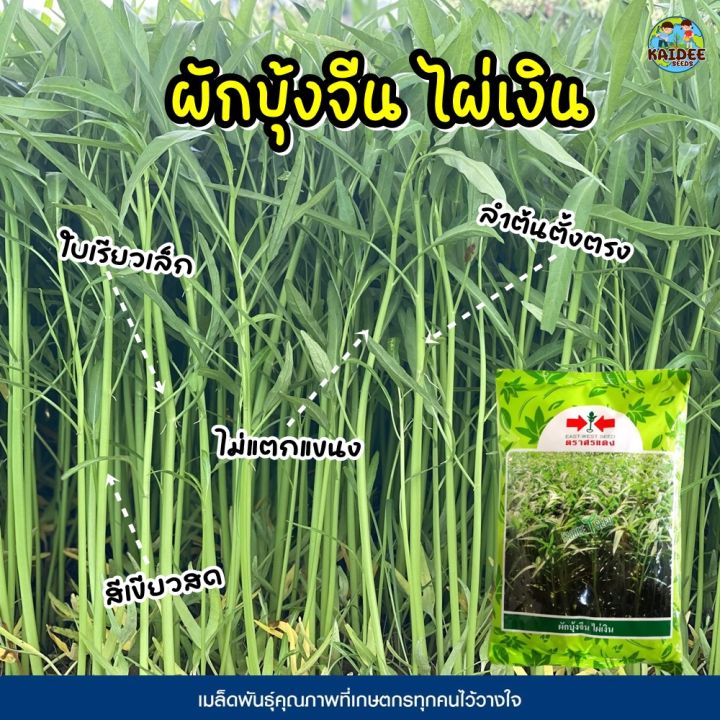 10 อันดับ เมล็ดพันธุ์ผักบุ้ง ตราศรแดง ยี่ห้อไหนดี? อัปเดตปี 2025