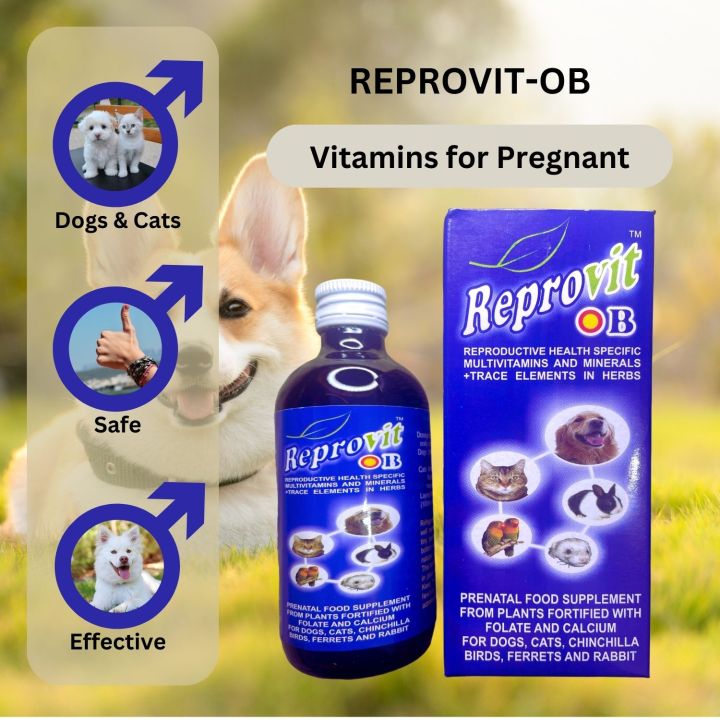 Dog vitamins hotsell for pregnant dogs