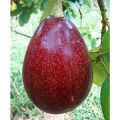 Bibit Alpukat Red Vietnam Import  Hasi Okulasi I pusat tanaman buah buahan pendek bisa berbuah dalam pot. 